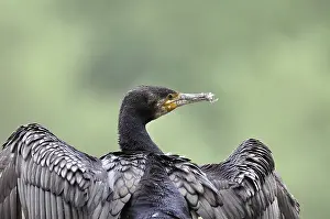 Cormorant (Phalacrocorax carbo)