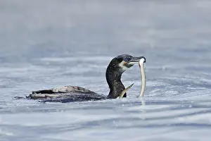 Cormorant (Phalacrocorax carbo) with captured eel (Anguilla anguilla)