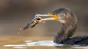 Framed Print : Cormorant (Phalacrocorax carbo) with catfish as prey Framed Print : Cormorant (Phalacrocorax carbo) with catfish as prey