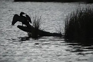 Cormorant (Phalacrocorax carbo) drying its plumage