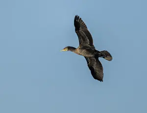 Cormorant (Phalacrocorax carbo) in flight