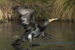 A cormorant (Phalacrocorax carbo) landing on the water