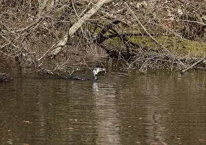 Cormorant (Phalacrocorax carbo) in a pond with caught fish