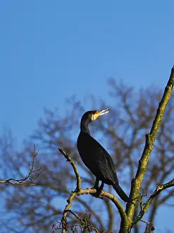 Cormorant (Phalacrocorax carbo) sitting in a tree