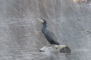 Cormorant (Phalacrocorax carbo) in a snowstorm in the river Lahn