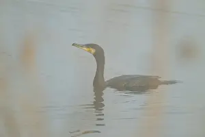 Cormorant (Phalacrocorax carbo) swimming on a lake