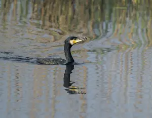 Cormorant (Phalacrocorax carbo) swims on a lake
