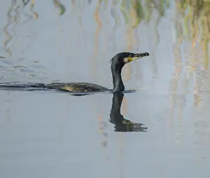 Cormorant (Phalacrocorax carbo) swims on a lake
