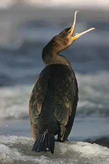 Cormorant on the river in winter