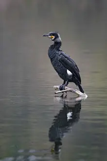 A cormorant sitting on a branch in the water