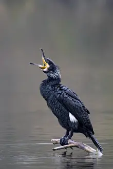 A cormorant sitting on a branch in the water
