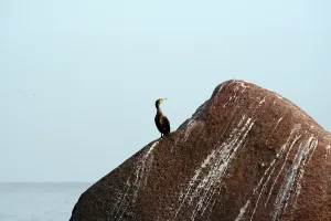 Cormorant sitting on a stone