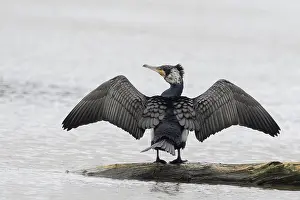 Cormorant spreading its wings on a tree trunk