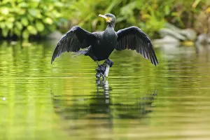 Cormorant standing with open wings above its reflection