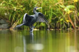 Cormorant stands on a branch in water and dries wings