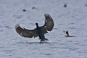 Cormorant in the Upper Lusatian pond area