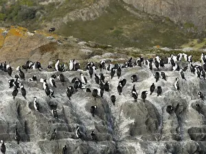 Cormorants (Leucocarbo atriceps) Blue-eyed Cormorant colony on rocks