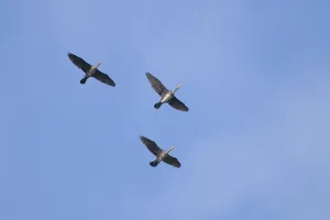 Cormorants (Phalacrocoracidae) in flight
