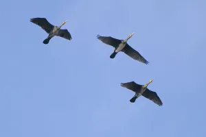 Cormorants (Phalacrocoracidae) in flight