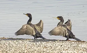 Cormorants, Phalacrocorax carbo