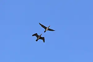 Cormorants (Phalacrocorax carbo) in flight