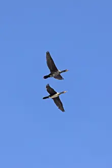 Cormorants (Phalacrocorax carbo) in flight