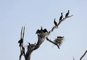 Cormorants (Phalacrocorax carbo) and nests on dead branch