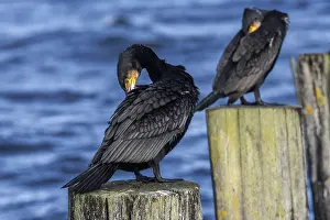 Cormorants (Phalacrocorax carbo) sitting on groynes