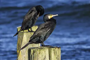 Cormorants (Phalacrocorax carbo) sitting on groynes