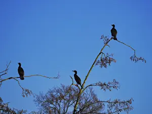 Three cormorants (Phalacrocorax carbo) on a tree