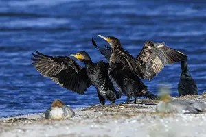 Two cormorants present themselves with spread wings in front of the sea horizon