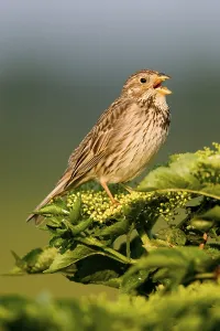 Corn Bunting