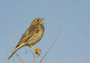 Corn bunting (Emberiza calandra)