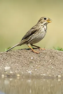 Corn Bunting (Emberiza calandra)