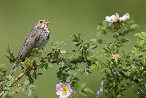 Corn Bunting, Emberiza Calandra