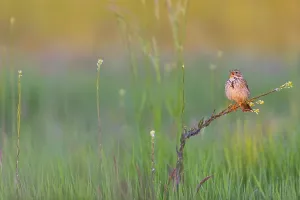 Corn Bunting, Miliaria calandra