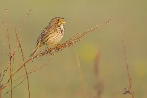 Corn Bunting, Miliaria calandra