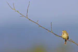 Corn Bunting, Miliaria calandra