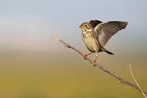 Corn bunting (Miliaria calandra) adult