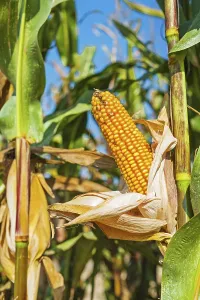 Corn on the cob up close