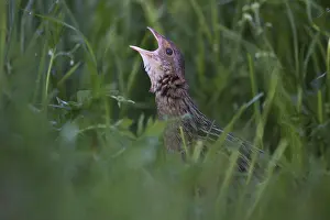 Corn Crake (Crex crex) male calling