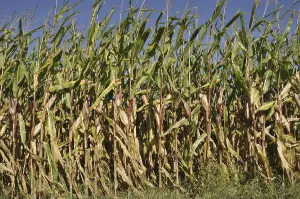 Corn field