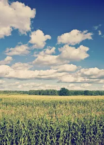 Corn field and cloudy sky instagram style