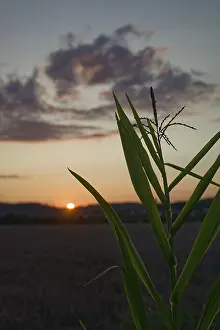 Corn field at dusk, sunset, clouds
