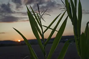 Corn field at dusk, sunset, clouds