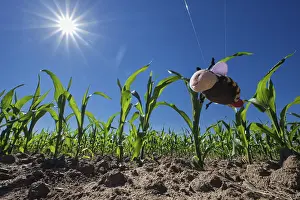 Corn field, only fabric bees live here