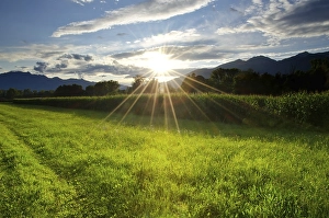 Category Mountain Landscapes Prints: Corn Field with Sunbeam and Mountain in Switzerland