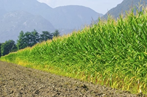 Corn Field with Trees and Mountain in Switzerland