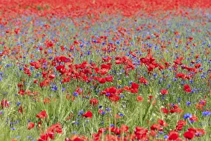 Corn poppies field (Papaver rhoeas) and Cornflowers (Cyanus segetum)