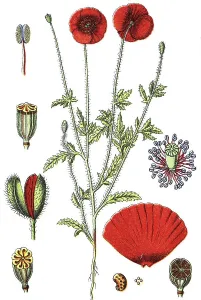 Corn poppy, corn rose (Papaver rhoeas)